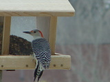Woodpecker